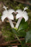 Partridgeberry